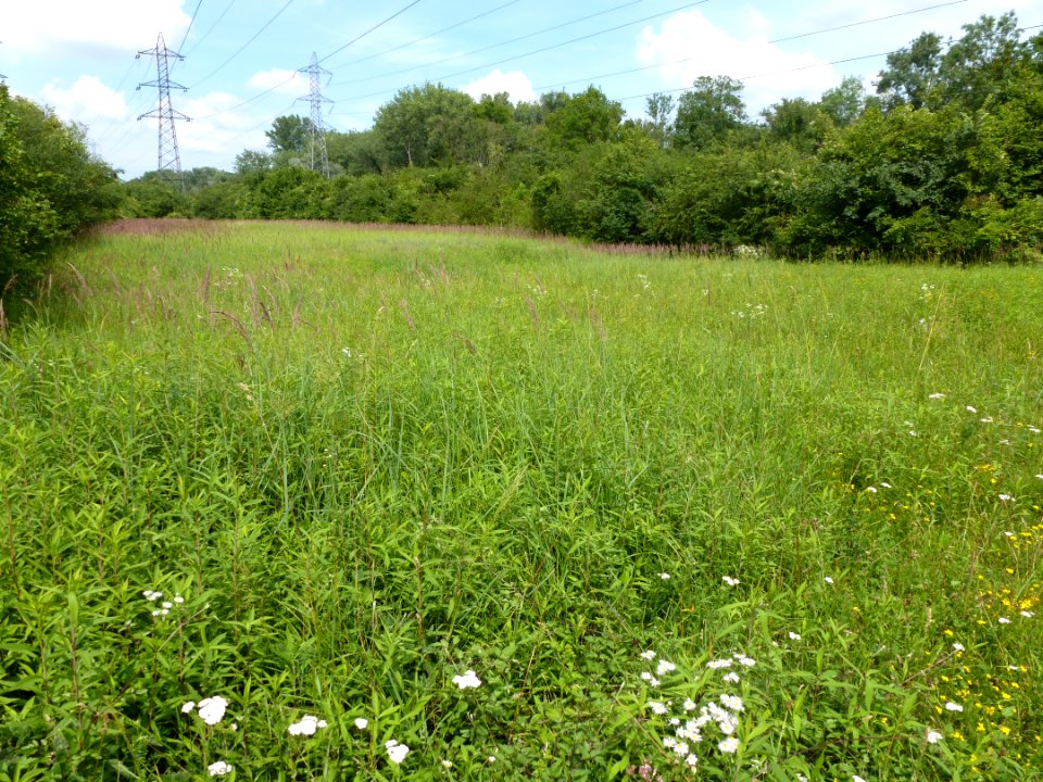 Réserve naturelle du Rohrschollen (Strasbourg) 13