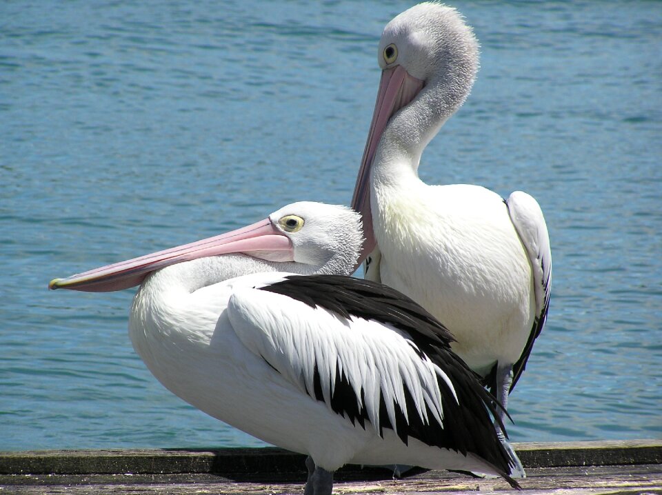 Pier pelican summer