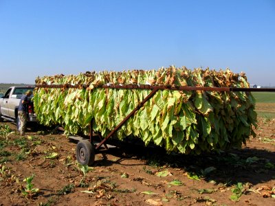 Racked tobacco