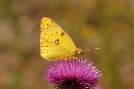 Insect color meadow