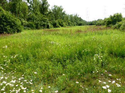 Réserve naturelle du Rohrschollen (Strasbourg) 11