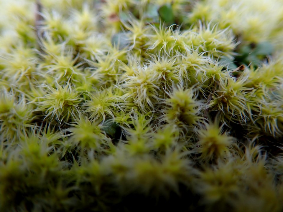Racomitrium canescens 34397584