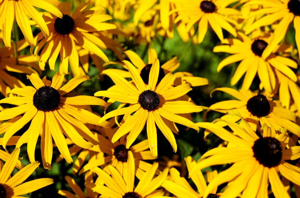 Ordinary sonnenhut flower yellow plant