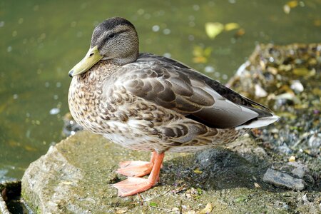 Bird nature wild photo