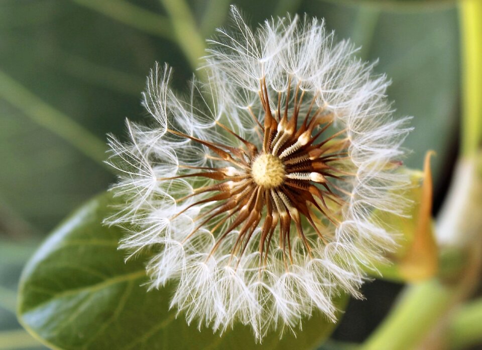 Plant fragility wildflower