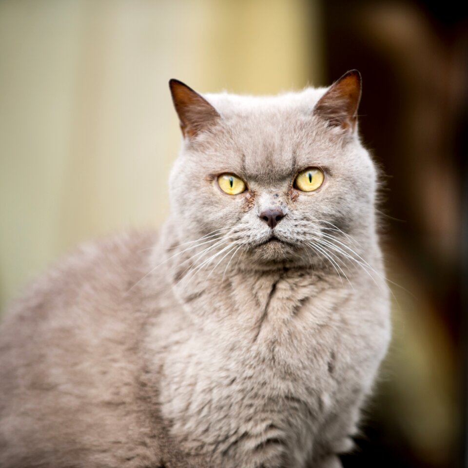 Cute pet animal