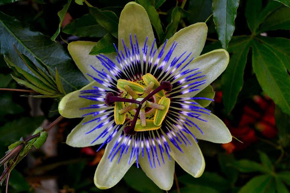Exotic bush flower bloom