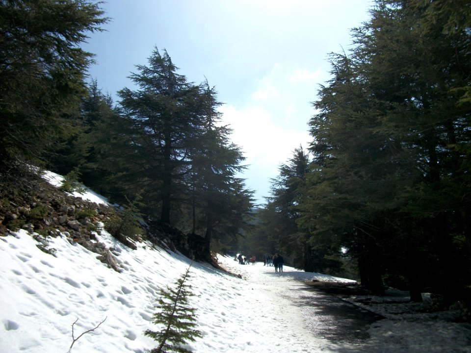 Réserve naturelle du Chouf neige 01