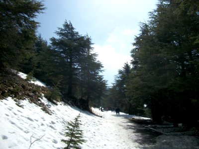 Réserve naturelle du Chouf neige 01
