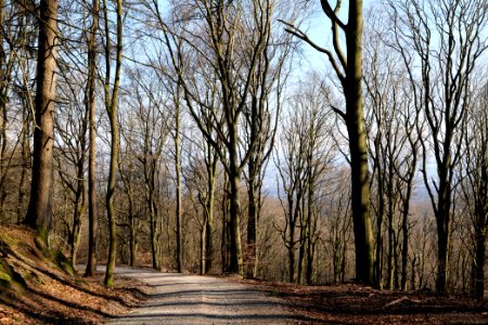 Rübezahlweg Taunus 2020-03-25 03