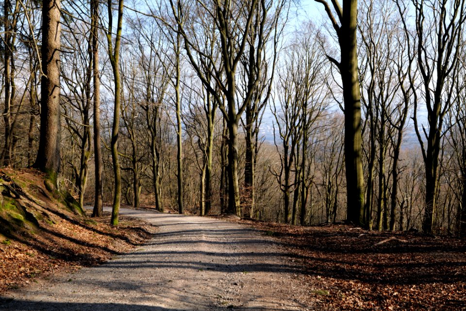 Rübezahlweg Taunus 2020-03-25 02