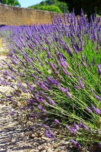 Flora floral lavender photo