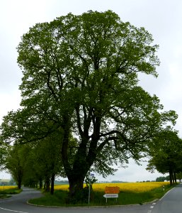 Rüthen - ND Lindenstuken