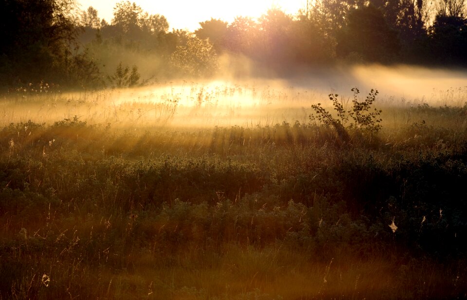 Forest meadow scrubs