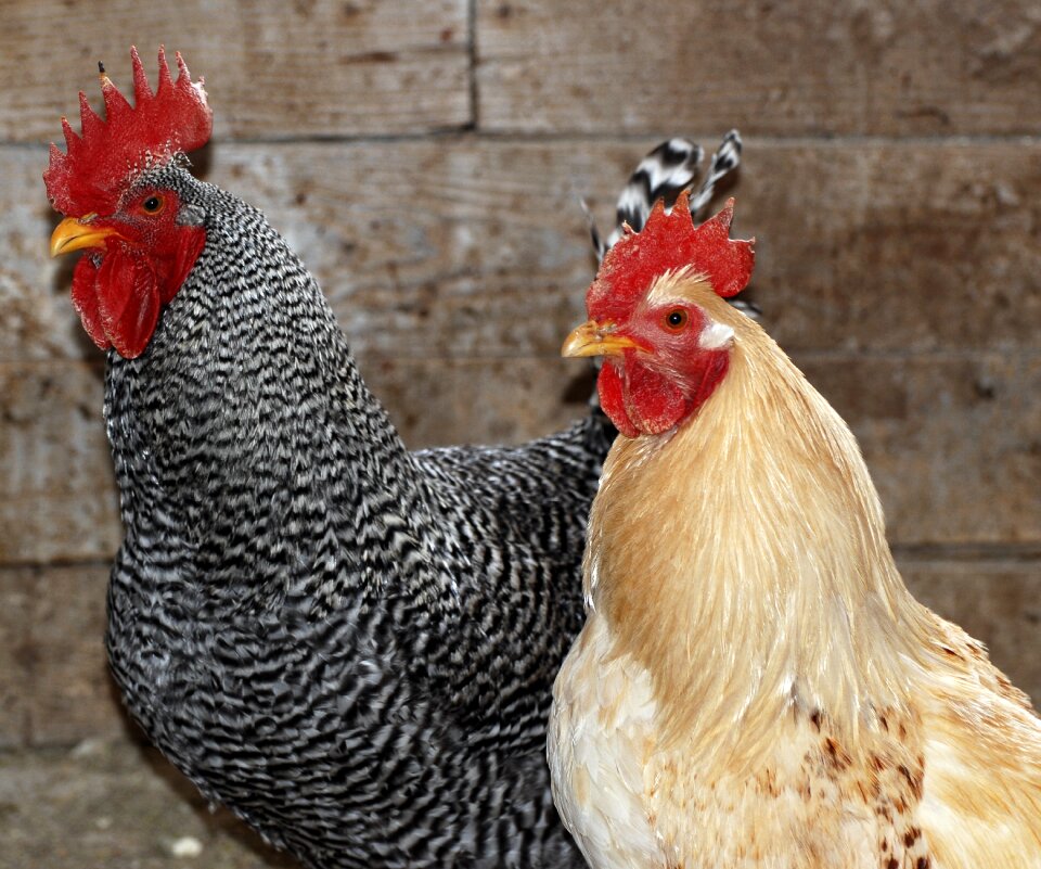 Hen rural bird photo