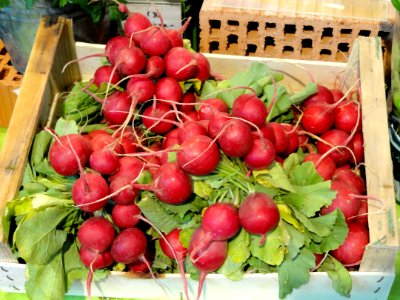 Radishes in Freiburg - DSC06490