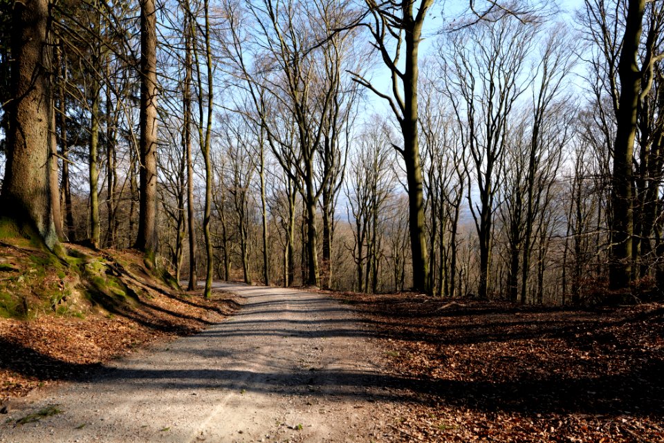 Rübezahlweg Taunus 2020-03-25 01