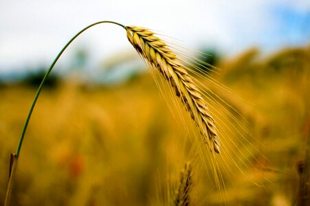 Nature grain field photo