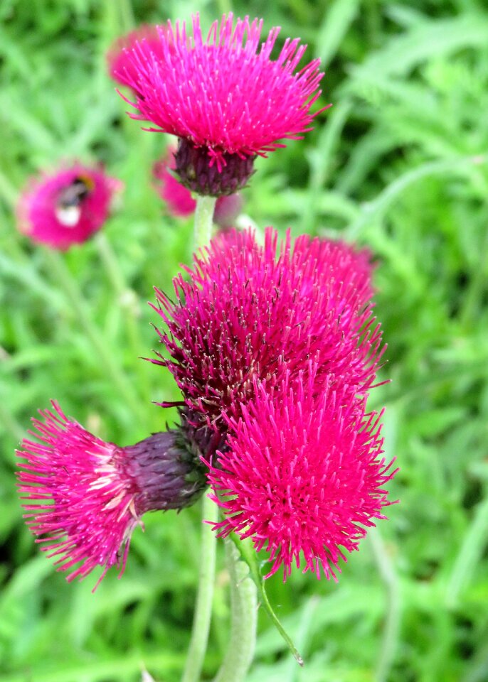 Garden plant pink