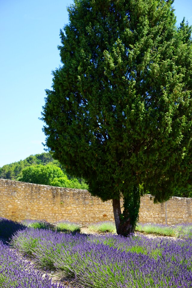 Lavender field flowers purple photo