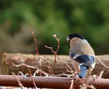 Uk adult bird