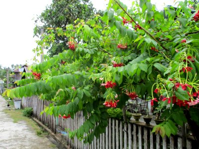 Ragoon creeper (Combretum indicum) habit