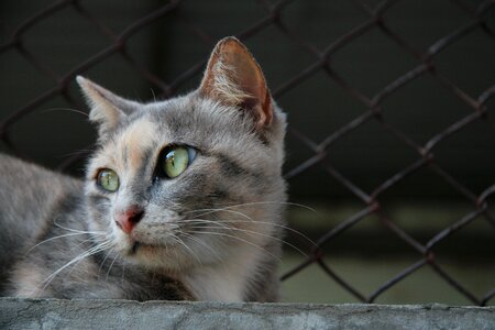 Animal pet portrait