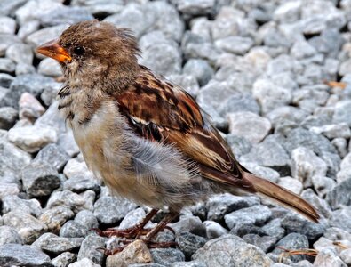 Mus homester bird