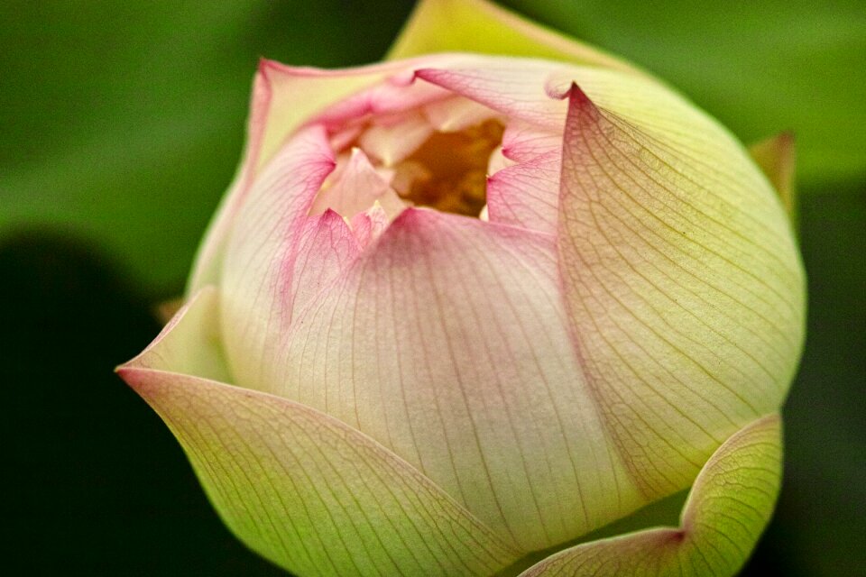 Plant flowers natural