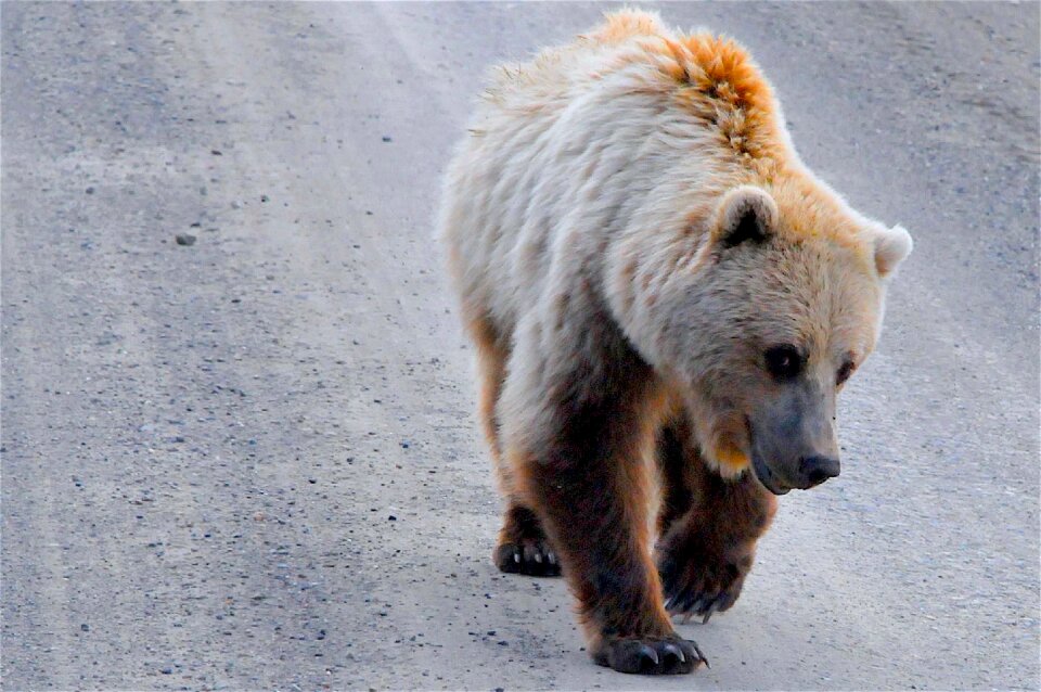 Bear brown wildlife