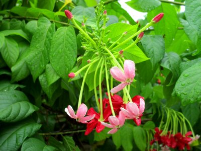 Ragoon creeper (Combretum indicum) flowers photo