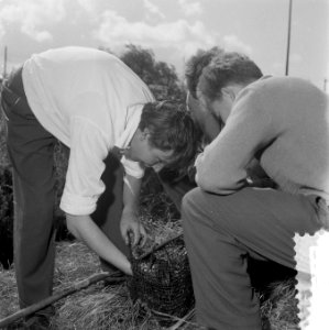 Radio-actieve kikkers bij het Kernphysisch Instituut Amsterdam (en zoologische m, Bestanddeelnr 908-9470