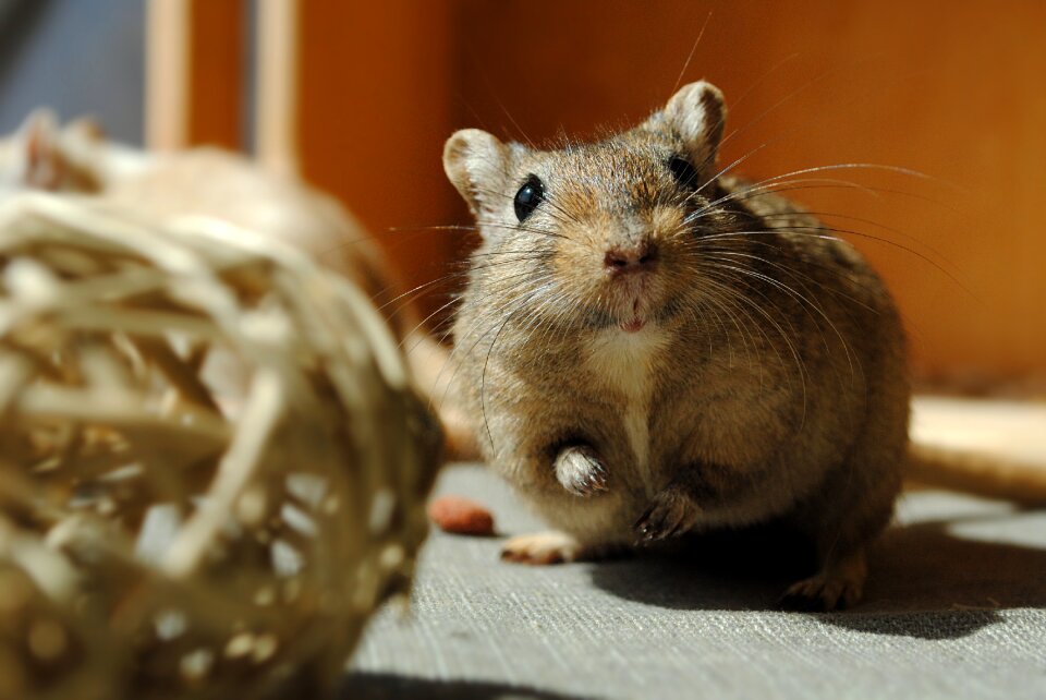 Rodent gerbil curious