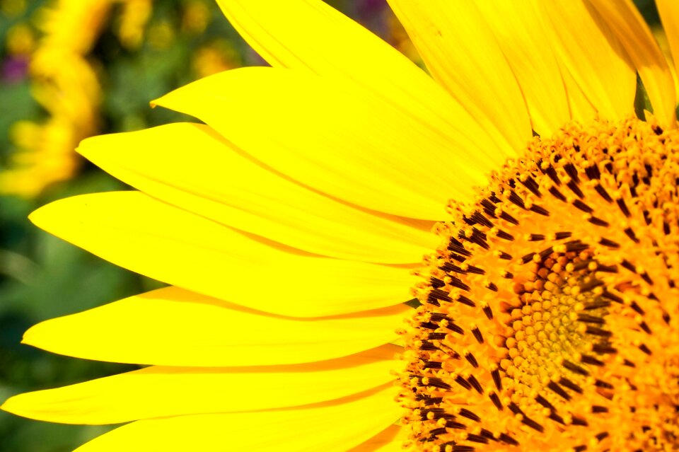 Sunflower yellow pretty photo