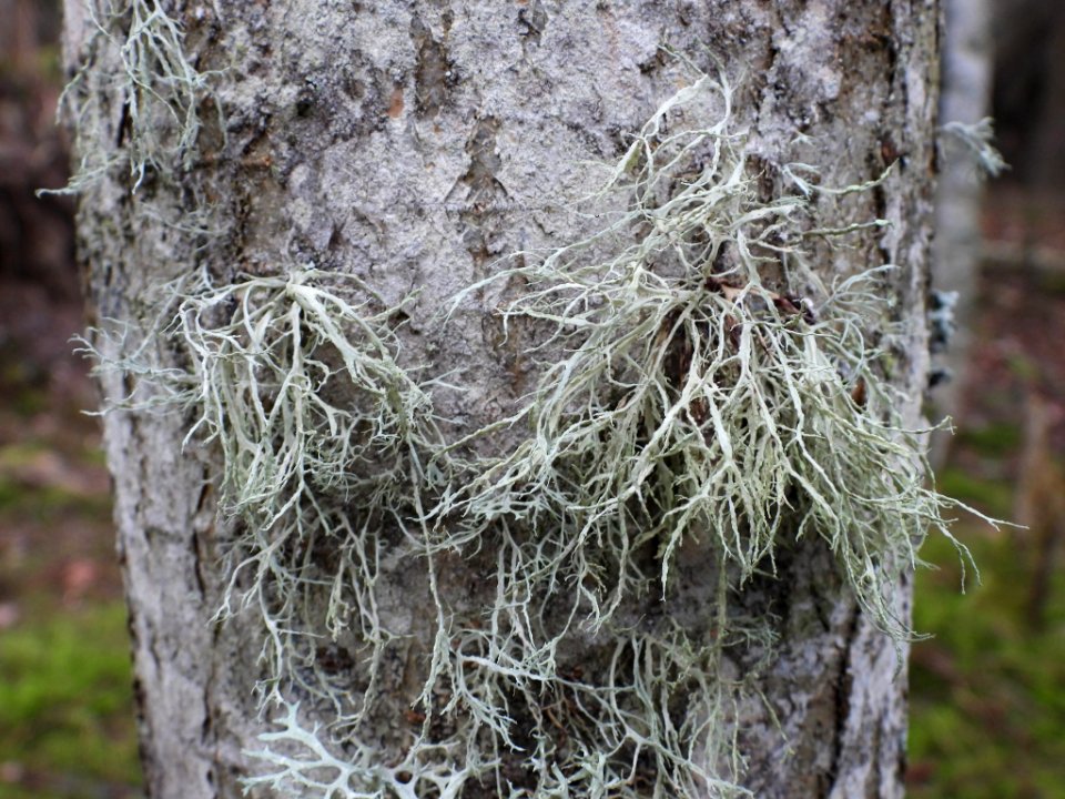 Ramalina farinacea 108503287
