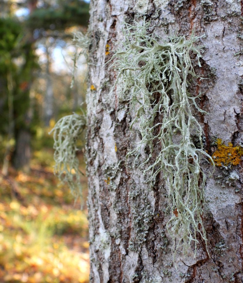 Ramalina farinacea 101743938