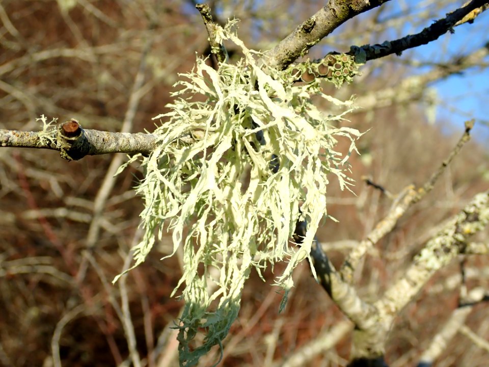 Ramalina farinacea 110036164