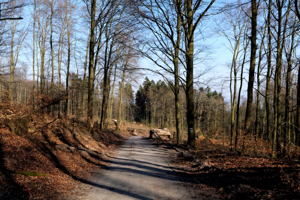 Rübezahlweg Taunus 2020-03-25 04