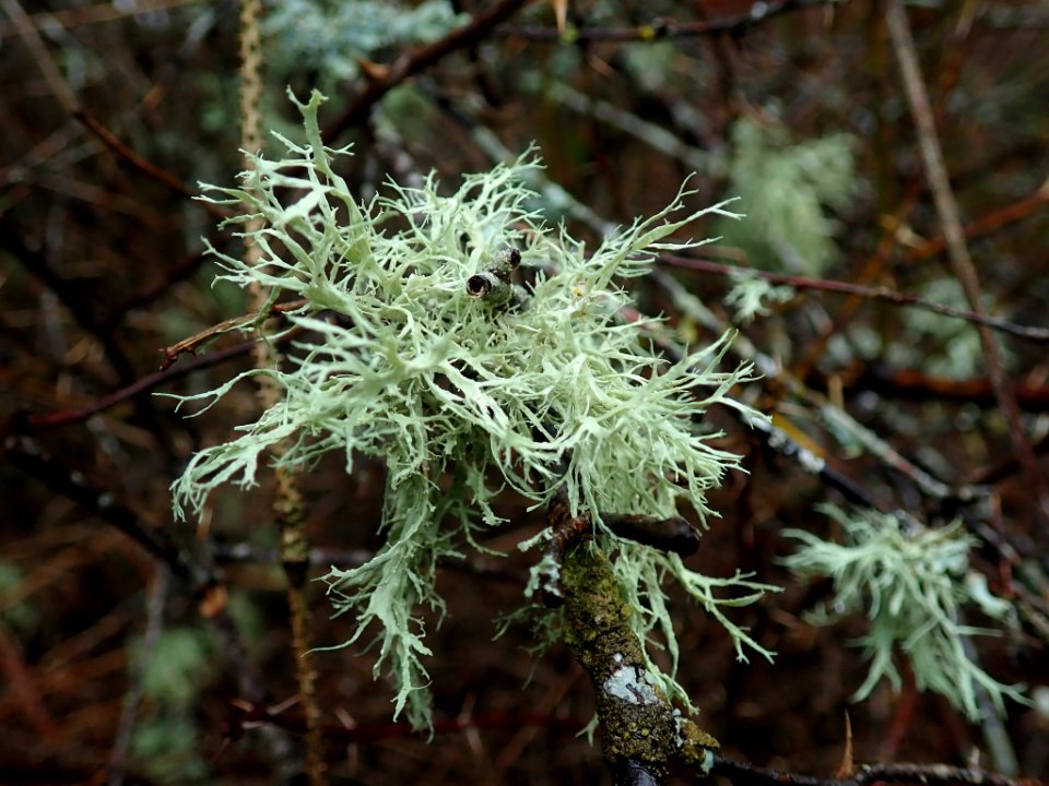 Ramalina farinacea 107838994