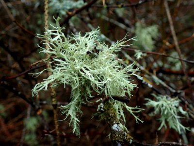 Ramalina farinacea 107838994