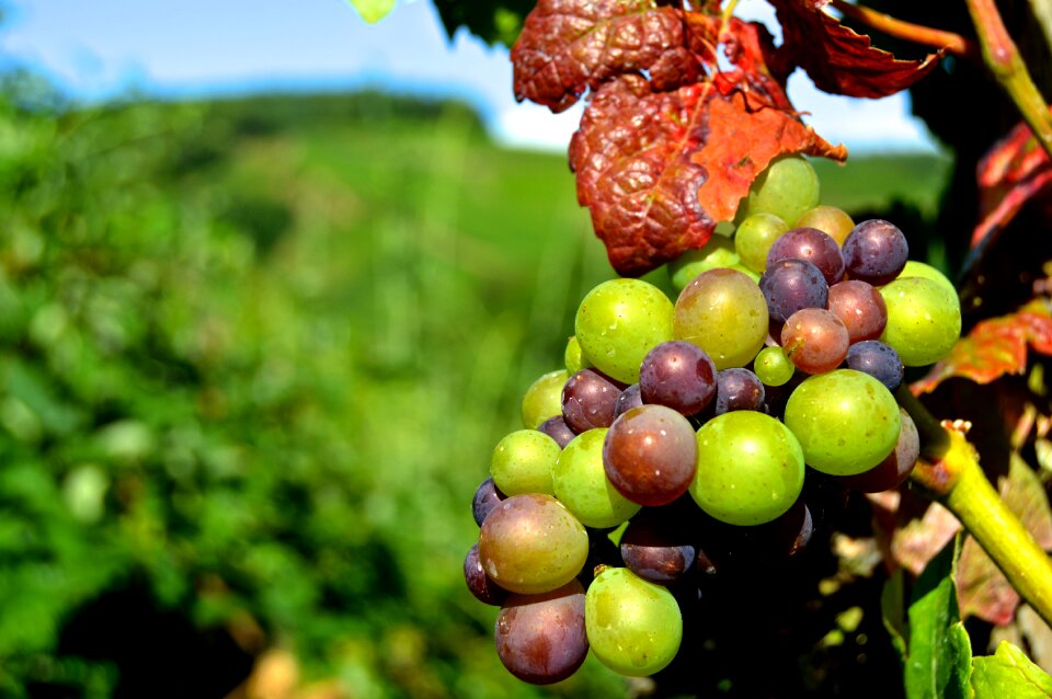 Grape close up vine