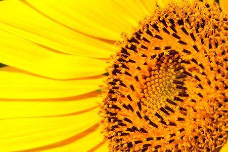 Sunflower yellow pretty