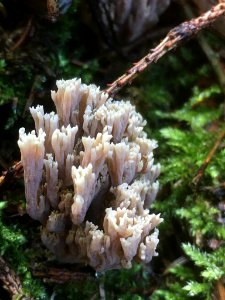 Ramaria stricta 56878547