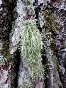 Ramalina farinacea 103515493