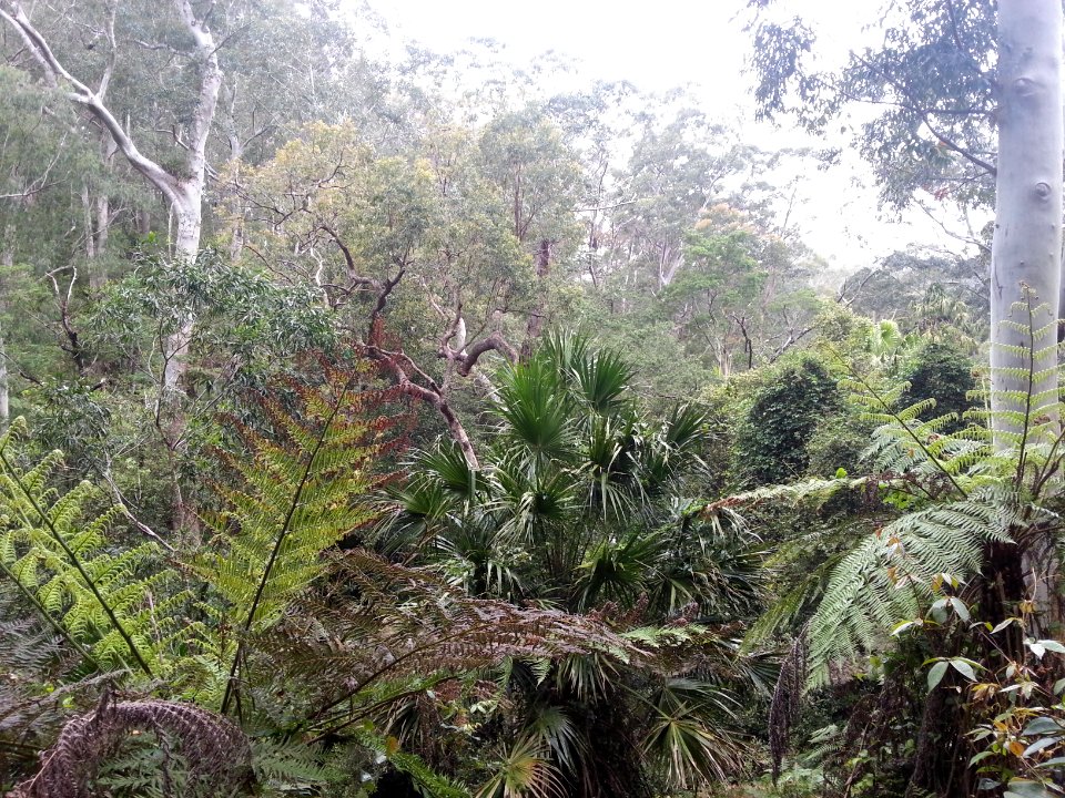 Rainforest at the start of the Kalianna Ridge Track, Budawang National Park 026