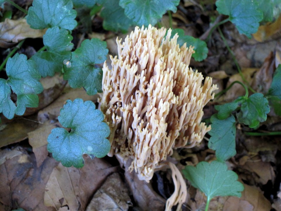 Ramaria stricta (strict-branch coral fungus), Reichswald, Germany