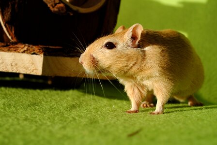 Domestic animal rodent gerbil