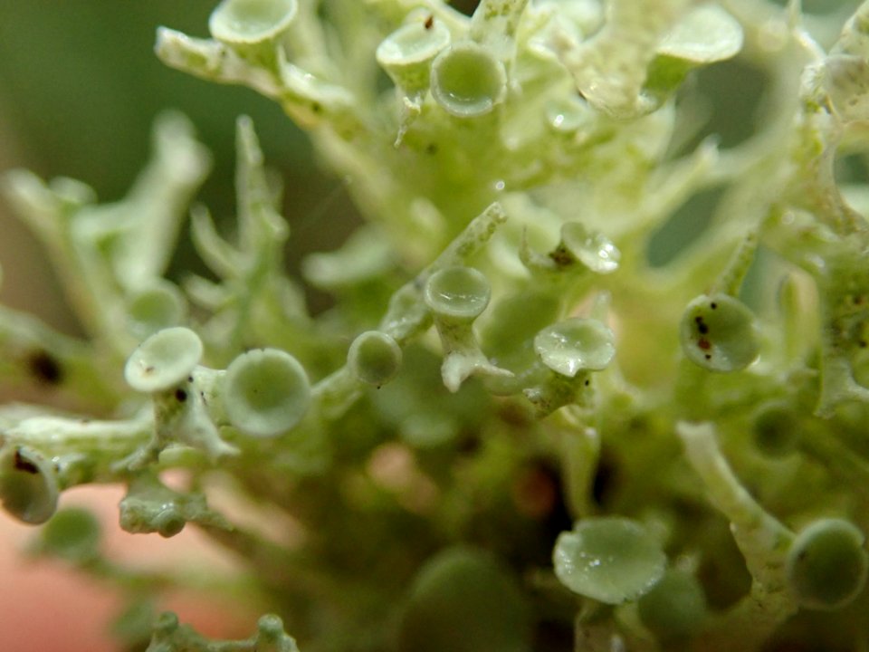Ramalina dilacerata 100065353