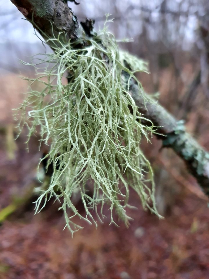 Ramalina farinacea 107061664