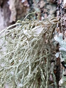 Ramalina farinacea 108219335